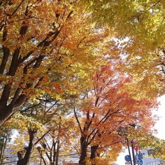 11／6放送後記：いよいよ11月！元気に秋を過ごしましょう～写真でぐるっと日本一周